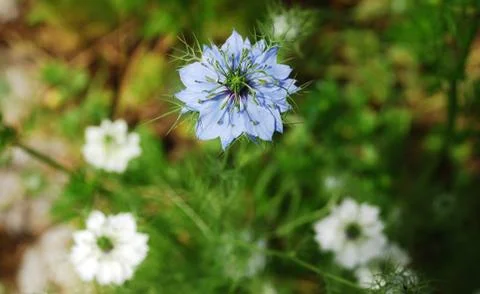 Blue Cornflower Foto stock