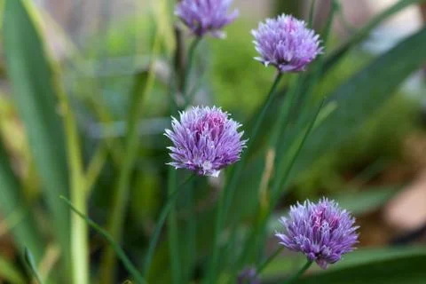 Blue cornflower Stock Photos