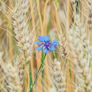Blue Cornflower Stock Photos
