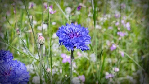 Blue cornflower Stock Photos