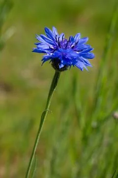 A blue cornflower 库存照片