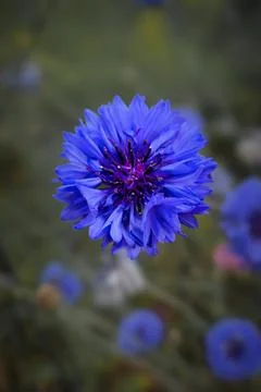 Blue cornflower Stock Photos