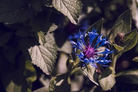 Blue cornflower Stock Photos