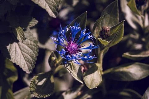 Blue cornflower Stock Photos