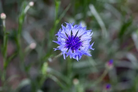 Blue cornflower in the rain Stock Photos