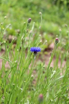 Blue cornflower with several buds Stock Photos