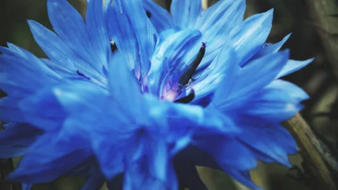 Blue cornflower vintage colour pull look close up stock footage Stock Footage 344722219