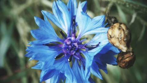Blue cornflower vintage colour pull look close up stock footage Stock Footage 344723900