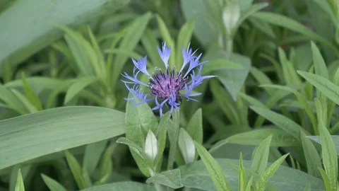 Blue cornflower in the wind. Видео 123254221