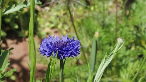Blue cornflower(Centaurea cyanus) and bud with green background Stock Footage 336617265