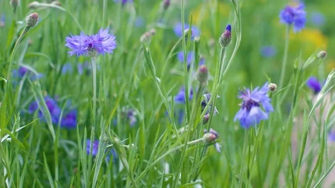 Blue Cornflowers, also called Bachelor's Buttons, Swaying in the Field Stock Footage 112486002