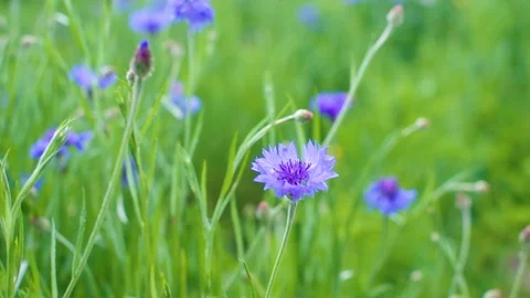 Blue Cornflowers, also called Bachelor's Buttons, Swaying in the Field Stock Footage 112486008