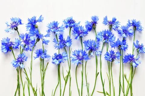 Blue cornflowers background Stock Photos