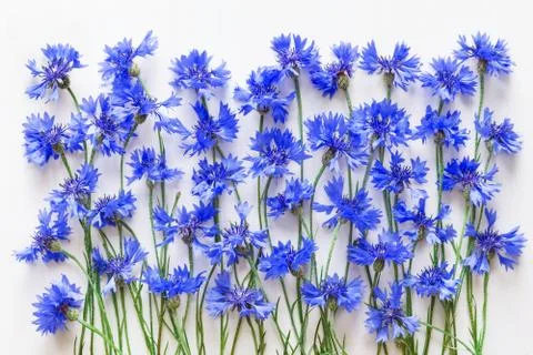 Blue cornflowers background Stock Photos