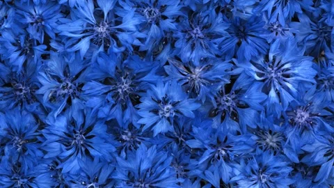 Blue Cornflowers Blooming in Dense Close Up View Stock Footage 346250141