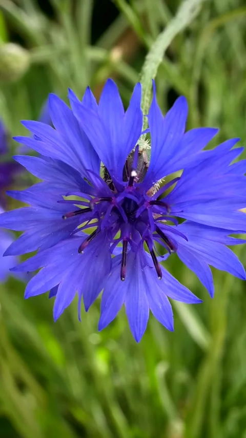 Blue cornflowers (Centaurea cyanus) Video stock 278658132