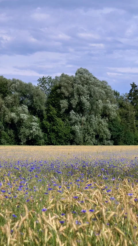 Blue cornflowers (Centaurea cyanus) in a grain field Stock-Footage 278660811