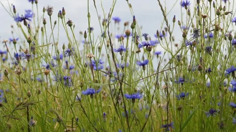 Blue cornflowers, centaurea cyanus or bachelors button growing on summer Stock Footage 337046866