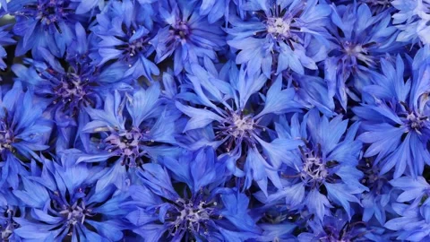 Blue Cornflowers Field Background Rotating Close Up Texture 스톡 동영상 344051358