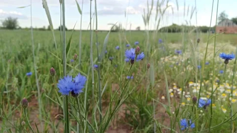 Blue cornflowers on the field. Beautiful background Stock Footage 132120478