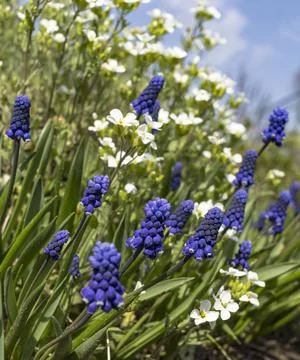 Blue cornflowers in field. Foto stock