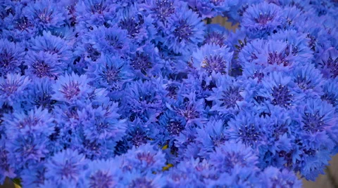 The blue cornflowers on the flower pots display Stock Footage 65314437