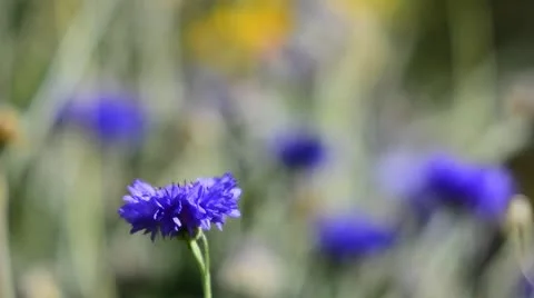 Blue Cornflowers Stock Footage 11858542