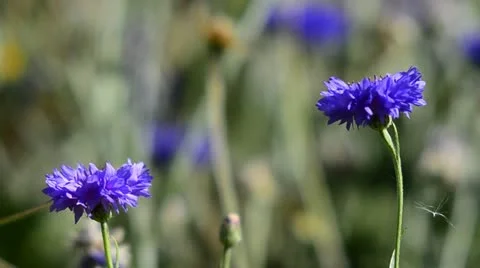 Blue Cornflowers Stock Footage 11858575