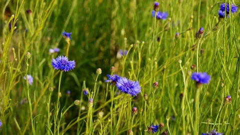Blue cornflowers Stock Footage 132652397