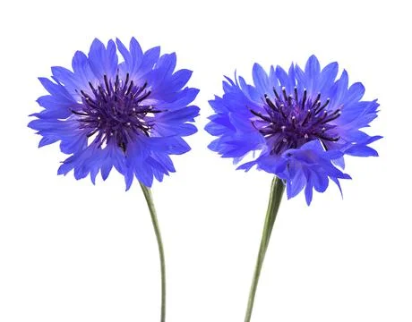 Blue cornflowers isolated Stock Photos