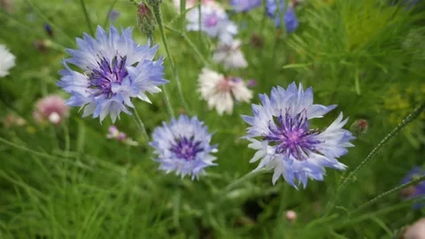 Blue cornflowers in the meadow, top view Stock Footage 135833772