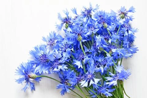 Blue cornflowers over white Foto stock