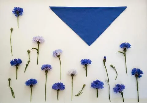Blue cornflowers. Overhead view. Flat lay, top . Place for your text Stock Photos