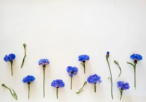Blue cornflowers. Overhead view. Flat lay, top . Place for your text Stock Photos