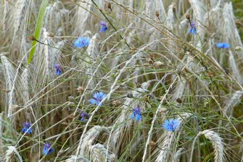 Blue cornflowers Stock Photos