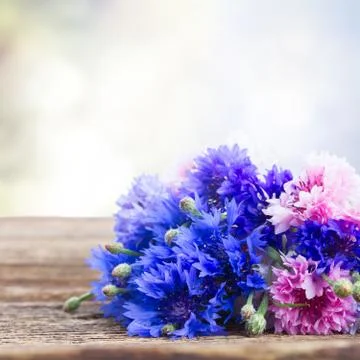 Blue cornflowers Stock Photos
