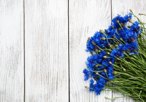 Blue cornflowers Stock Photos