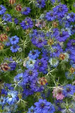 Blue cornflowers Stock Photos