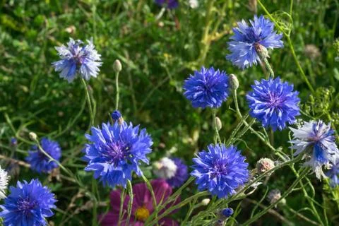 Blue Cornflowers Stock Photos