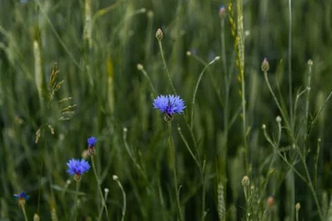 Blue cornflowers Stock Photos