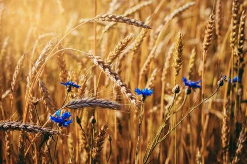 Blue cornflowers Stock Photos
