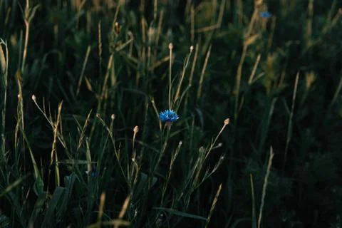 Blue cornflowers Stock Photos