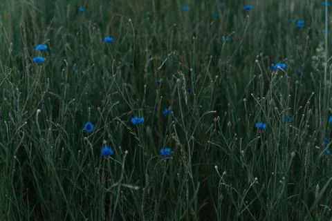 Blue cornflowers Stock Photos