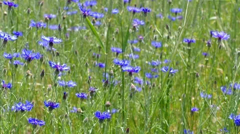 Blue Cornflowers in summer Stock Footage 60447663