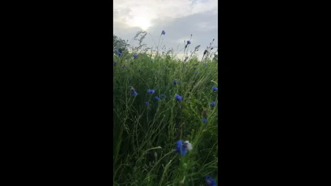 Blue Cornflowers in Tall Grass Stock Footage 310327000