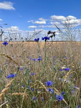 Blue Cornflowers in Wheat Field under Summer Sky 스톡 사진