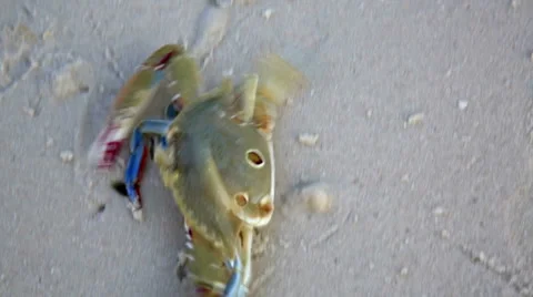 Blue crab at beach Stock Footage 40431339
