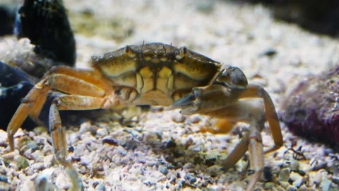 Blue crab (Callinectes sapidus) Stock Footage 231074417