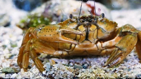 Blue crab (Callinectes sapidus) Video stock 231074566