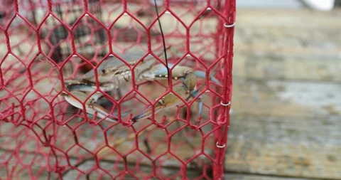 Blue crab caught in red crab trap on boat dock, showing claws and pinchers. Stock Footage 111165318